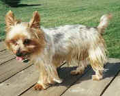 Piper.JPG (9944 bytes)