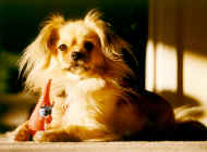 tasha1.jpg (59418 bytes)